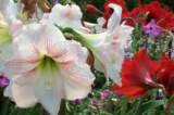 Photo Number 13